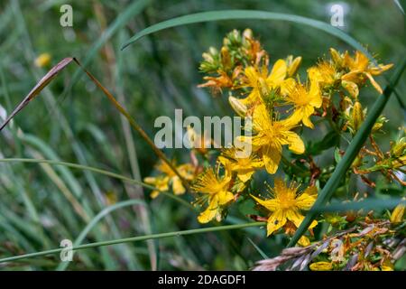 Das Imperforat Johanniskraut, Hypericum maculatum, ist auch als geflecktes Johanniskraut bekannt. Stockfoto