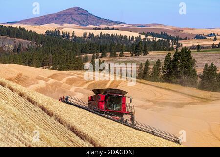 Caseih kombinieren Ernte Weizen auf den Hügeln des Palouse Region Ost-Washington mit Steptoe Butte im Hintergrund Stockfoto