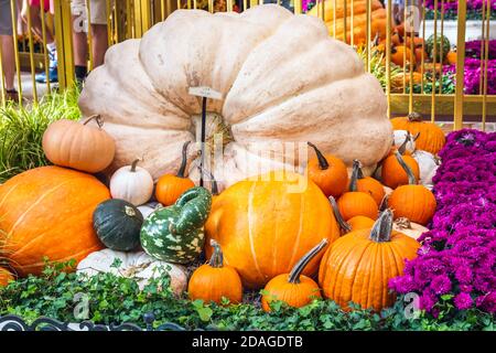 Die Dekoration für den Erntedankfest enthält Kürbisse und Blumen in Las Vegas. Stockfoto