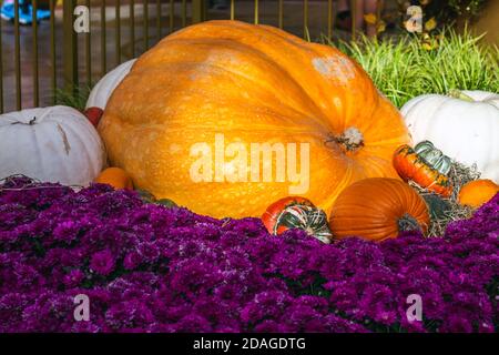 Die Dekoration für den Erntedankfest enthält Kürbisse und Blumen in Las Vegas. Stockfoto