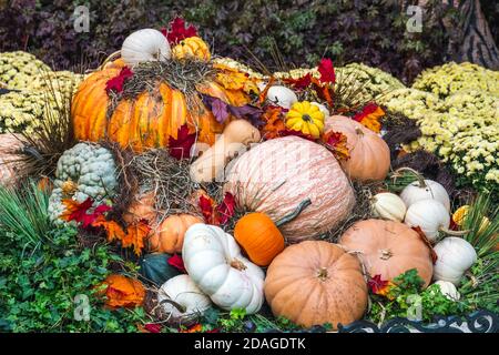 Die Dekoration für den Erntedankfest enthält Kürbisse und Blumen in Las Vegas. Stockfoto