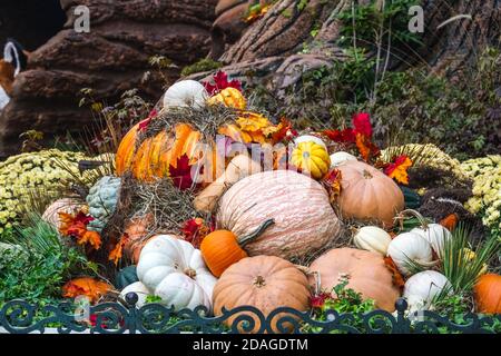 Die Dekoration für den Erntedankfest enthält Kürbisse und Blumen in Las Vegas. Stockfoto