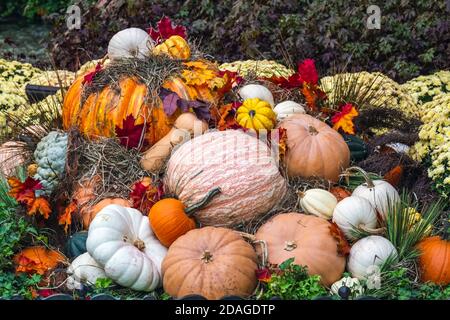 Die Dekoration für den Erntedankfest enthält Kürbisse und Blumen in Las Vegas. Stockfoto