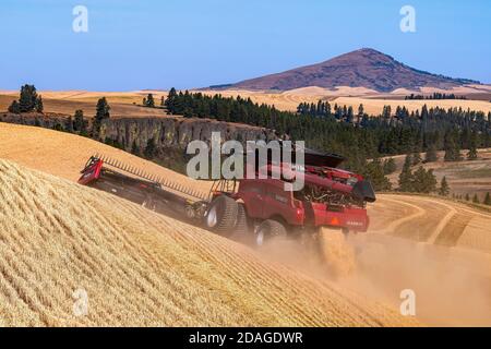 Caseih kombinieren Ernte Weizen auf den Hügeln des Palouse Region Ost-Washington mit Steptoe Butte im Hintergrund Stockfoto