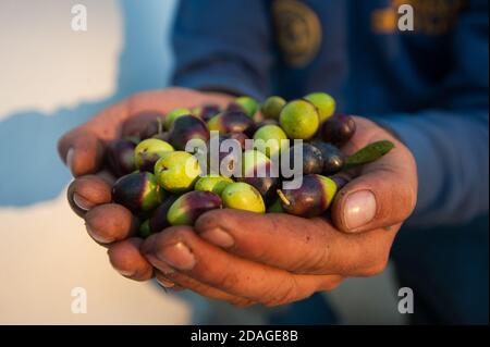 Geerntete frische Oliven in den Händen des Bauern Seitenansicht Stockfoto