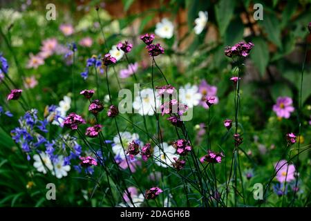 Dianthus carthusianorum, karthusisches Rosa, Agapanthus inapertus, Agapanthus blaue Blumen, mehrjährig, gemischte Ränder, Garten, Gärten, blühend, RM Floral Stockfoto