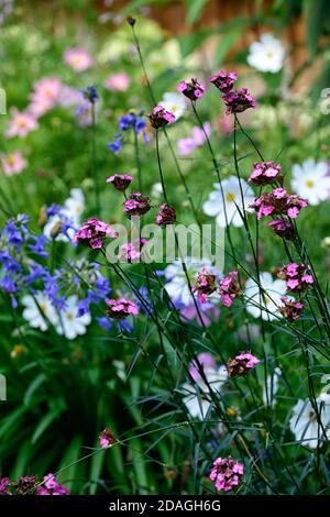 Dianthus carthusianorum, karthusisches Rosa, Agapanthus inapertus, Agapanthus blaue Blumen, mehrjährig, gemischte Ränder, Garten, Gärten, blühend, RM Floral Stockfoto