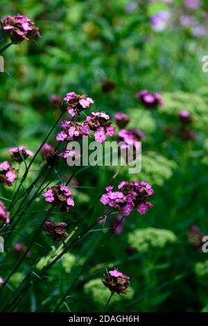 Dianthus carthusianorum, karthusisches Rosa, Agapanthus inapertus, Agapanthus blaue Blumen, mehrjährig, gemischte Ränder, Garten, Gärten, blühend, RM Floral Stockfoto