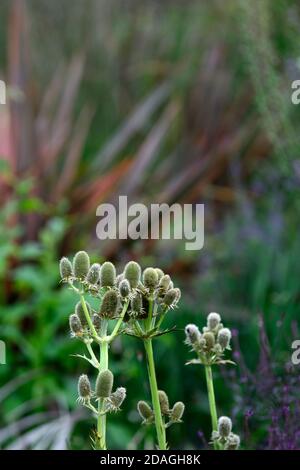 Eryngium agavifolium, Agave-blättrige Seeteusche, stachelig, dornig, Zierpflanzen, Zierdistel, Disteln, Gärten, Garten, RM Floral Stockfoto