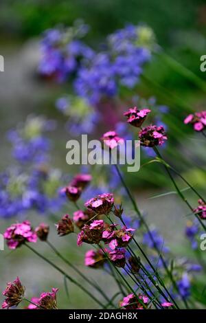 Dianthus carthusianorum, karthusisches Rosa, Agapanthus inapertus, Agapanthus blaue Blumen, mehrjährig, gemischte Ränder, Garten, Gärten, blühend, RM Floral Stockfoto