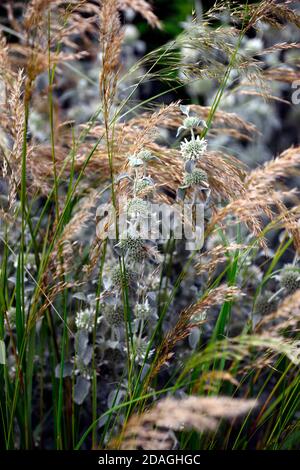 Marrubium libonaticum, silberne Blätter, silbernes Laub, trockener Garten, Kiesgarten, Blumen, Blüte, Gärten, Xeriscape, Xeriscaping, molinia, Gras, Gräser, RM F Stockfoto