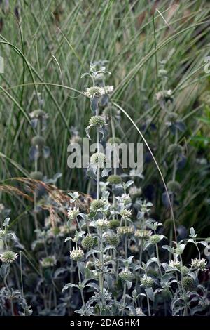 Marrubium libonaticum, silberne Blätter, silbernes Laub, trockener Garten, Kiesgarten, Blumen, Blüte, Gärten, Xeriscape, Xeriscaping, RM Floral Stockfoto