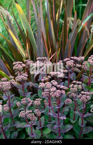 Hylotephium Matrona Steinekrop Matrona,Sedum,Sedums,Phormium Maori Queen,Neuseeland Flachs,Phormium Rainbow Queen,trocken Garten, Kiesgarten, Blumen, Flo Stockfoto