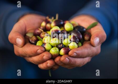Geerntete frische Bio-Oliven in den Händen des Bauern Blick Frontaler blauer Hintergrund Stockfoto