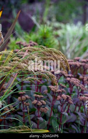 Stipa calmagrostis, Hylotephium Matrona stonecrop Matrona, Sedum, Sedums, Phormium Maori Queen, Neuseeland Flachs, Phormium Rainbow Queen-Size-Bett, trockener Garten, Kies Stockfoto