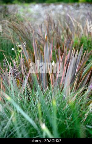 Phormium Maori Queen, neuseeländischer Flachs, Phormium Rainbow Queen, gemischte Gräser, Gras, nepeta nuda, Miscanthus, trockener Garten, Kies Garten, Blumen, blühend, gar Stockfoto