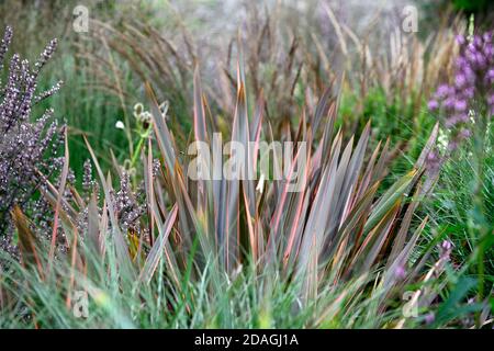 Phormium Maori Queen, neuseeländischer Flachs, Phormium Rainbow Queen, gemischte Gräser, Gras, nepeta nuda, Miscanthus, trockener Garten, Kies Garten, Blumen, blühend, gar Stockfoto