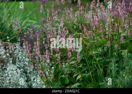 Persicaria amplexicaulis, rosa, Blumen, Blume, Blüte, Heilkraut, Kräuter, traditionell, Kräuter, Garten, Gärten, RM Floral Stockfoto