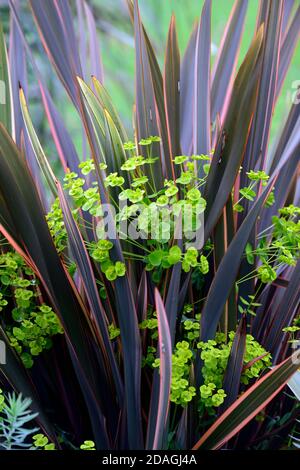 Phormium Maori Queen, neuseeländischer Flachs, Phormium Regenbogen Queen, gemischte Bepflanzung, Euphorbia, Limettengrün, trockener Garten, Kies Garten, Blumen, blühend, Gärten, Xe Stockfoto