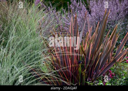 Phormium Maori Queen, neuseeländischer Flachs, Phormium Rainbow Queen, gemischte Gräser, Gras, nepeta nuda, Miscanthus, trockener Garten, Kies Garten, Blumen, blühend, gar Stockfoto