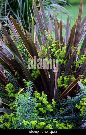 Phormium Maori Queen, neuseeländischer Flachs, Phormium Regenbogen Queen, gemischte Bepflanzung, Euphorbia, Limettengrün, trockener Garten, Kies Garten, Blumen, blühend, Gärten, Xe Stockfoto