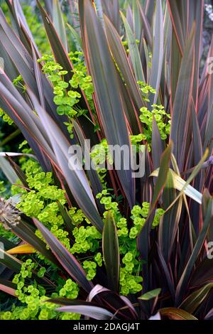 Phormium Maori Queen, neuseeländischer Flachs, Phormium Regenbogen Queen, gemischte Bepflanzung, Euphorbia, Limettengrün, trockener Garten, Kies Garten, Blumen, blühend, Gärten, Xe Stockfoto