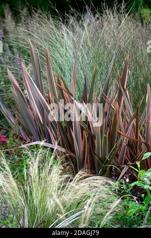 Phormium Maori Queen, Neuseeland Flachs, Phormium Regenbogen Queen, gemischte Gräser, Gras, trockener Garten, Kiesgarten, Blumen, Blüte, Gärten, Xeriscap, Xeriscap Stockfoto