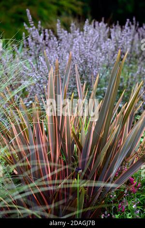 Phormium Maori Queen, Neuseeland Flachs, Phormium Regenbogen Queen, nepeta nuda, trockener Garten, Kiesgarten, Blumen, Blüte, Gärten, Xeriscape, Xeriscaping, RM F Stockfoto