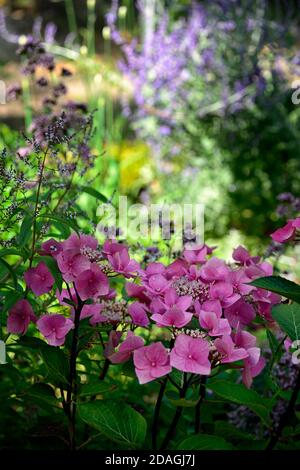 Hortensia macrophylla Zorro, rosa Blumen, Blume, Blüte, Garten, Gärten, alkalischer Boden, RM Floral Stockfoto