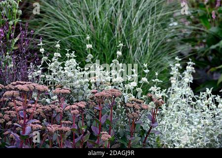 Hylotephium Matrona Steinekrop Matrona,Sedum,sedums,Marrubium libonaticum,silberne Blätter,silbernes Laub,trockener Garten,Kiesgarten,Blumen,Blüte,gar Stockfoto