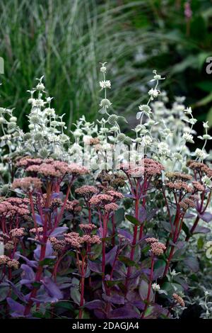 Hylotephium Matrona Steinekrop Matrona,Sedum,sedums,Marrubium libonaticum,silberne Blätter,silbernes Laub,trockener Garten,Kiesgarten,Blumen,Blüte,gar Stockfoto