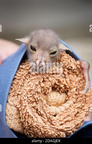 Waisenkind Östliche Röhrennase Fledermaus (Nyctimene robinsoni) ca. 12 Tage alt, mit offenen Augen. November 2020. Cow Bay. Queensland. Australien. Stockfoto