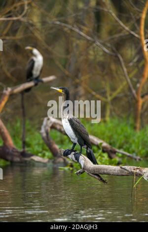 Ein großer Kormoran (Phalacrocorax carbo), der auf einem Ast thront, See Naivasha, Kenia Stockfoto