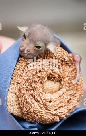 Waisenkind Östliche Röhrennase Fledermaus (Nyctimene robinsoni) ca. 12 Tage alt, mit offenen Augen. November 2020. Cow Bay. Queensland. Australien. Stockfoto