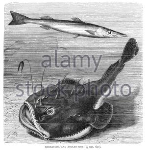 Barracuda und Angler Fish, Vintage Illustration von 1896 Stockfoto