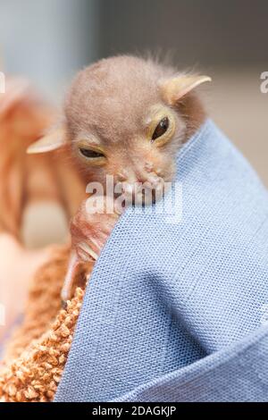 Waisenkind Östliche Röhrennase Fledermaus (Nyctimene robinsoni) ca. 12 Tage alt, mit offenen Augen. November 2020. Cow Bay. Queensland. Australien. Stockfoto