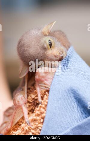 Waisenkind Östliche Röhrennase Fledermaus (Nyctimene robinsoni) ca. 12 Tage alt, mit offenen Augen. November 2020. Cow Bay. Queensland. Australien. Stockfoto