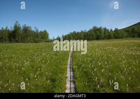 Holzplanken durch Wiese aus Baumwollgras entlang Padjelantaleden Trail, Lappland, Schweden Stockfoto