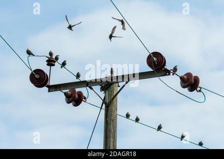 Stare (Sturnus vulgaris) auf dem Mast Stockfoto