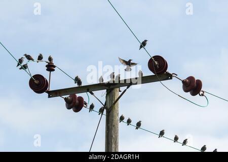 Stare (Sturnus vulgaris) auf dem Mast Stockfoto