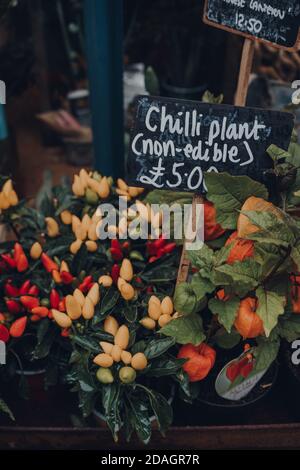 Rote Chilischoten mit Preisschild auf einem Straßenmarkt in Frome, Somerset, Großbritannien. Stockfoto