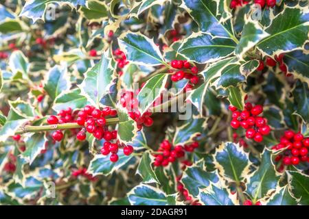 Holly bellt Hintergrund. Traditionelles Symbol für Weihnachten und Neujahr. Stockfoto