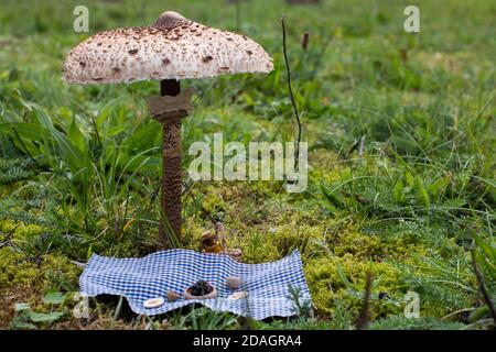 Miniatur-Picknick-Szene unter einem Sonnenschirm Pilz (Macrolepiota procera) Stockfoto