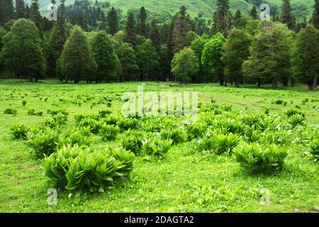 Sommerwiese im Kaukasus. Avadhara, Republik Abchasien. Stockfoto