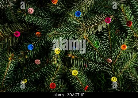 Layout aus Christbaumzweigen mit bunten Knöpfen. Nature New Year Konzept. Stockfoto