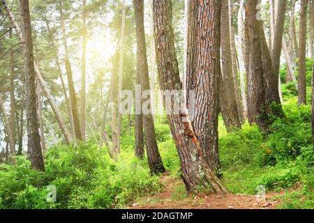 Kiefernwald. Reliktbäume (Pinus Pityusa, Pinus brutia, Türkische Kiefer). Gagra, Abchasien. Stockfoto