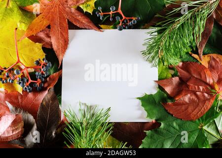 Farbenfrohes Herbstlayout. Kreativer Herbst Blätter Herbst Hintergrund mit weißen quadratischen Kopie Raum Stockfoto