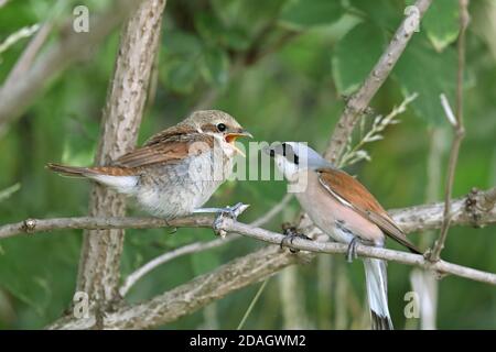 Rotrückenwürger (Lanius collurio), Männchen, das Jungvogel im Holunderbusch füttert, Österreich, Burgenland, Nationalpark Neusiedler See Stockfoto