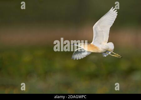Squacco Reiher (Ardeola ralloides), fliegend, Seitenansicht, Ungarn, Tiszaalpar Stockfoto