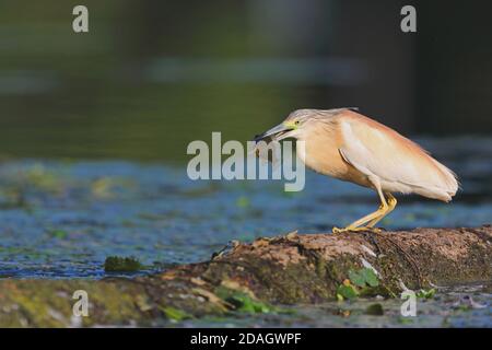 Squacco Reiher (Ardeola ralloides), Barching auf einem Baumstamm mit gefangenem Fisch in der Rechnung, Ungarn, Bacs-Kiskun Stockfoto